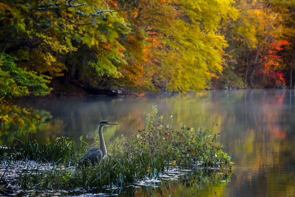 Nature In Class M By Simmie Reagor For Great Blue Morning NOV-2018.jpg